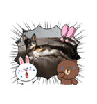 Abby's stickers 2 ツンデレ犬チワワのAbby（個別スタンプ：39）