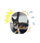 Abby's stickers 2 ツンデレ犬チワワのAbby（個別スタンプ：40）