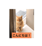 野良猫チャット（個別スタンプ：3）