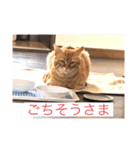 野良猫チャット（個別スタンプ：4）