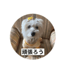 cocoいつも元気ワン（個別スタンプ：1）