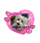 cocoいつも元気ワン（個別スタンプ：3）