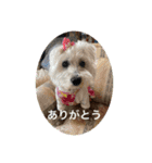 cocoいつも元気ワン（個別スタンプ：6）
