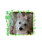 cocoいつも元気ワン（個別スタンプ：9）