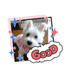 cocoいつも元気ワン（個別スタンプ：10）
