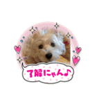 cocoいつも元気ワン（個別スタンプ：11）