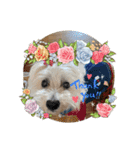 cocoいつも元気ワン（個別スタンプ：12）
