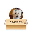 cocoいつも元気ワン（個別スタンプ：15）