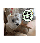 cocoいつも元気ワン（個別スタンプ：16）