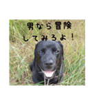 ラブラドール·ポインター（個別スタンプ：8）