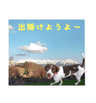 ラブラドール·ポインター（個別スタンプ：11）