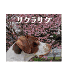 ラブラドール·ポインター（個別スタンプ：12）
