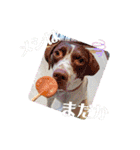 ラブラドール·ポインター（個別スタンプ：22）