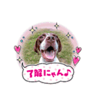 ラブラドール·ポインター（個別スタンプ：30）