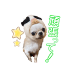 とびきりかわいい被り物達（個別スタンプ：1）