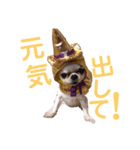 とびきりかわいい被り物達（個別スタンプ：2）