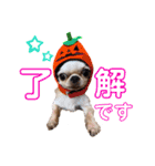 とびきりかわいい被り物達（個別スタンプ：4）
