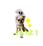 とびきりかわいい被り物達（個別スタンプ：5）