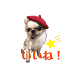 とびきりかわいい被り物達（個別スタンプ：13）