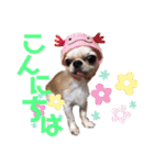 とびきりかわいい被り物達（個別スタンプ：16）