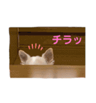 とびきりかわいい被り物達（個別スタンプ：25）