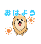 ぽめぽめ犬1（個別スタンプ：1）