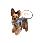 おワンコ様方（個別スタンプ：1）