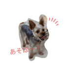 おワンコ様方（個別スタンプ：2）