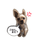 おワンコ様方（個別スタンプ：4）