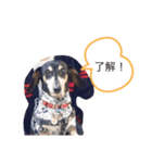 おワンコ様方（個別スタンプ：7）