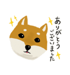 しば犬 毎日スタンプ（個別スタンプ：4）