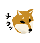 しば犬 毎日スタンプ（個別スタンプ：12）