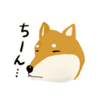 しば犬 毎日スタンプ（個別スタンプ：24）