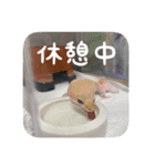 せぶんちゃん！（個別スタンプ：13）