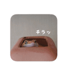 せぶんちゃん！（個別スタンプ：34）