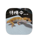 せぶんちゃん！（個別スタンプ：37）