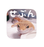 せぶんちゃん！（個別スタンプ：40）