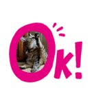 猫のクッタ（個別スタンプ：1）