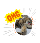 猫のクッタ（個別スタンプ：2）