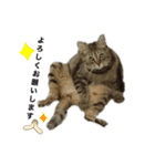 猫のクッタ（個別スタンプ：6）