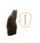 猫のクッタ（個別スタンプ：7）