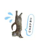 猫のクッタ（個別スタンプ：8）