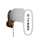 猫のクッタ（個別スタンプ：9）