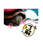 猫のクッタ（個別スタンプ：12）