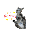 猫のクッタ（個別スタンプ：13）