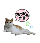 猫のクッタ（個別スタンプ：14）