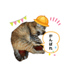 猫のクッタ（個別スタンプ：15）