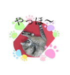 猫のクッタ（個別スタンプ：16）