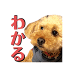ここさんこれくしょん3（個別スタンプ：1）