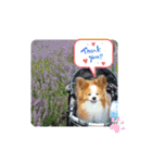 ぱぴぱぴパピヨン33（個別スタンプ：6）